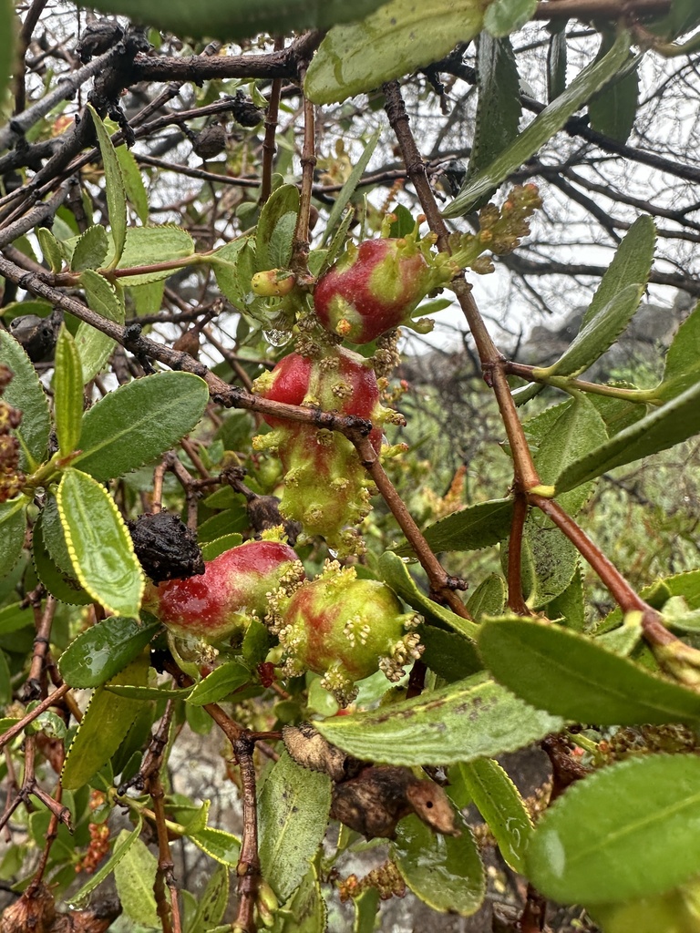 Riveraella colliguayae