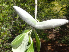 Pervillaea