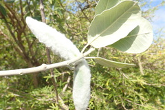 Pervillaea