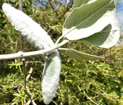Pervillaea