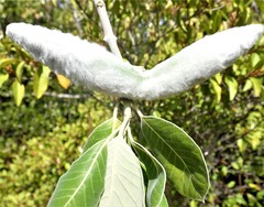 Pervillaea