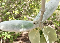 Pervillaea