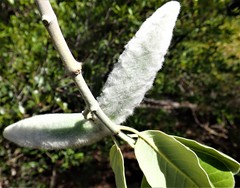 Pervillaea
