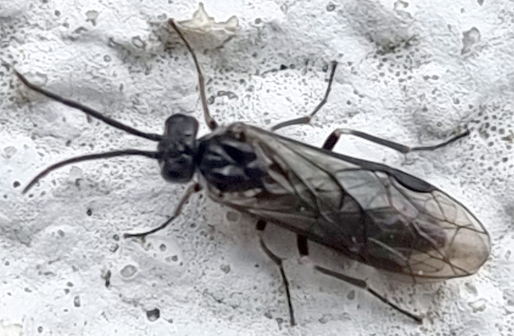 Longhorn Dawn-treader