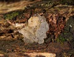 Tremella globispora