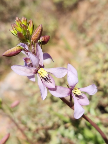Image of Cyanella orchidiformis by (c) Jo Roberts, some rights reserved (CC BY)