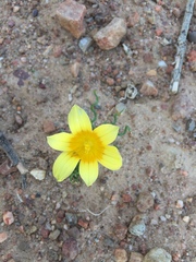 Romulea tortuosa