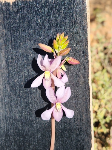 Image of Cyanella orchidiformis by (c) Jo Roberts, some rights reserved (CC BY)