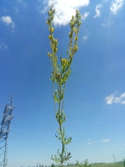 Veronica austriaca jacquinii