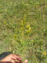 Veronica austriaca jacquinii