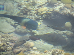 Cheilinus lunulatus