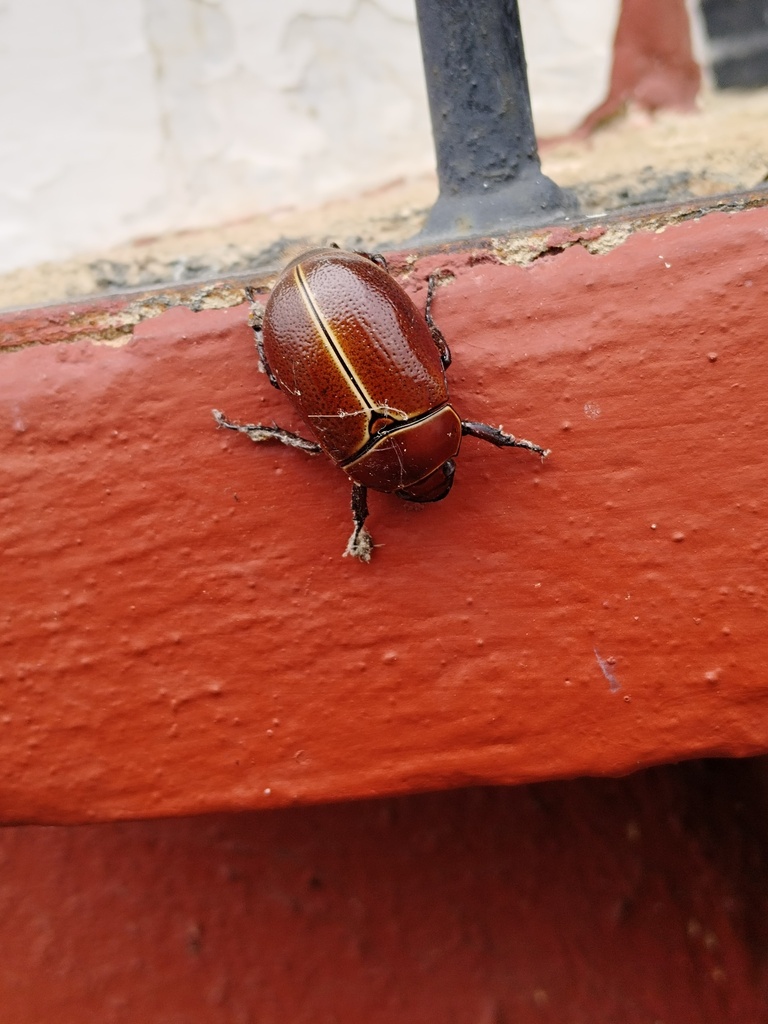 Paraheterosternus ludeckei