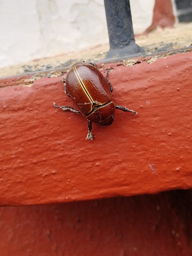 Paraheterosternus ludeckei