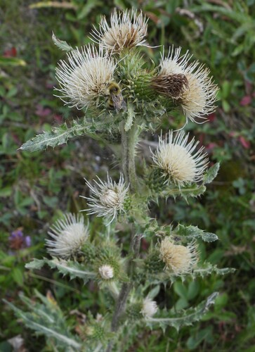 Cirsium hookerianum