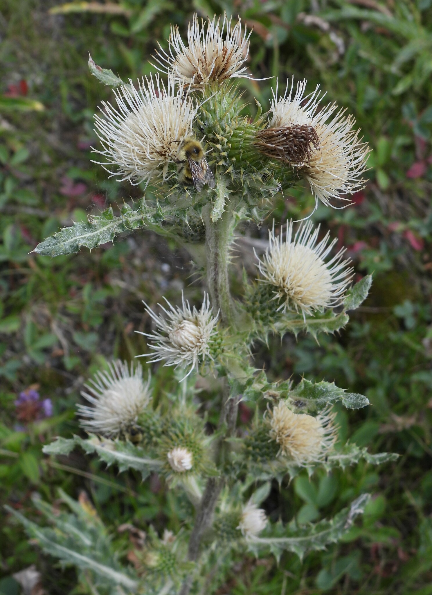 Cirsium hookerianum