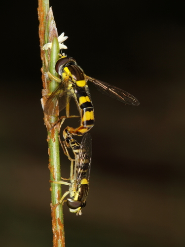 Common Globetail, photo 6 of 10