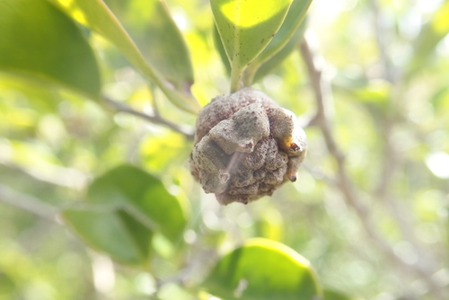 Anacolosa image