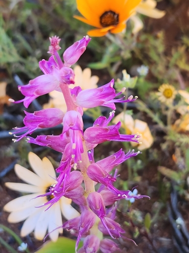 Image of Lachenalia splendida by (c) Jo Roberts, some rights reserved (CC BY)