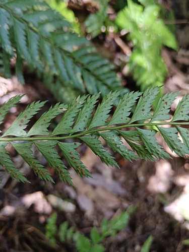 Polystichum hancockii iNat (2)
