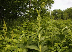 Veratrum oxysepalum