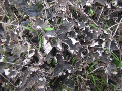 Peltigera nana