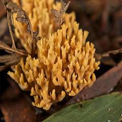 Phaeoclavulina flaccida