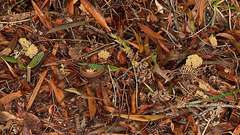 Phaeoclavulina flaccida