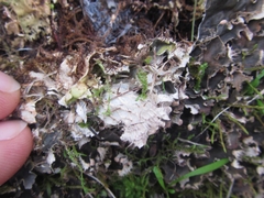 Peltigera nana
