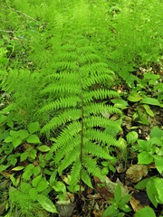 Athyrium