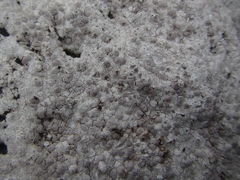Lecanora farinacea