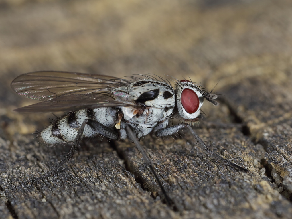 Eustalomyia hilaris