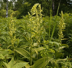 Veratrum oxysepalum