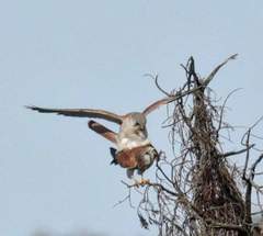 Falco cenchroides cenchroides