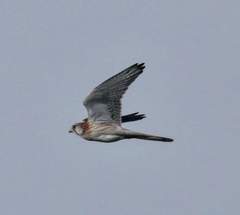 Falco cenchroides cenchroides