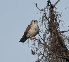 Falco cenchroides cenchroides