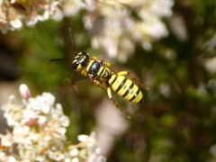 Eucerceris provancheri