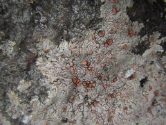Placopsis perrugosa