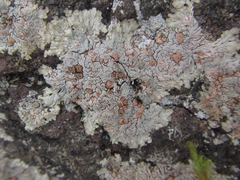 Placopsis perrugosa
