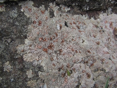 Placopsis perrugosa