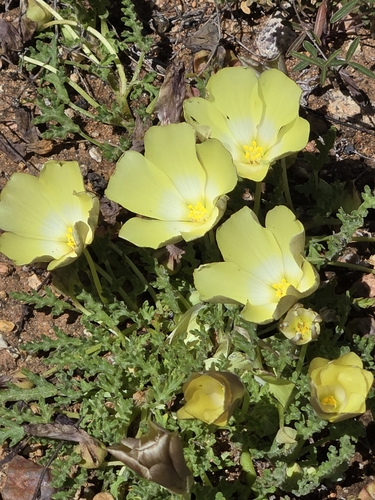 Image of Grielum humifusum by (c) Jo Roberts, some rights reserved (CC BY)