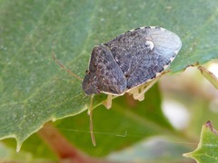 Holcostethus abbreviatus