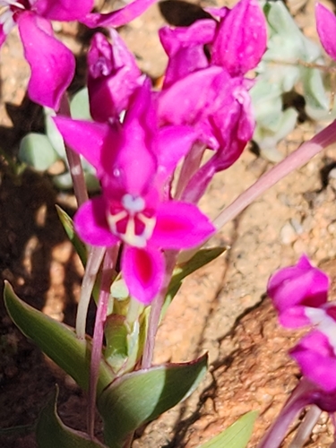 Image of Lapeirousia silenoides by (c) Jo Roberts, some rights reserved (CC BY)