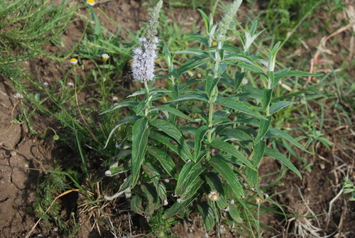 Mentha longifolia subsp. capensis image