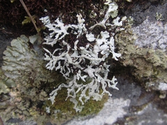 Hypogymnia subphysodes