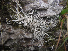 Thamnolia vermicularis vermicularis