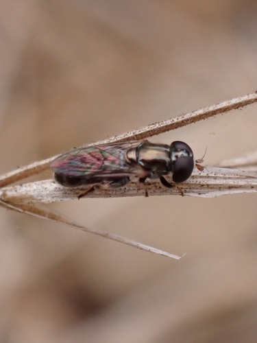 Eumerus purpureus