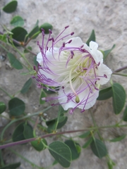 Angiospermae