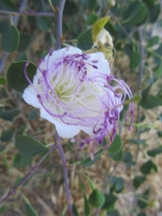 Angiospermae