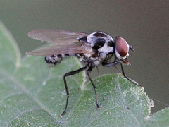 Anthomyia procellaris