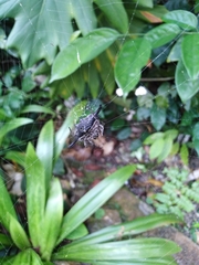 Gasteracantha diardi